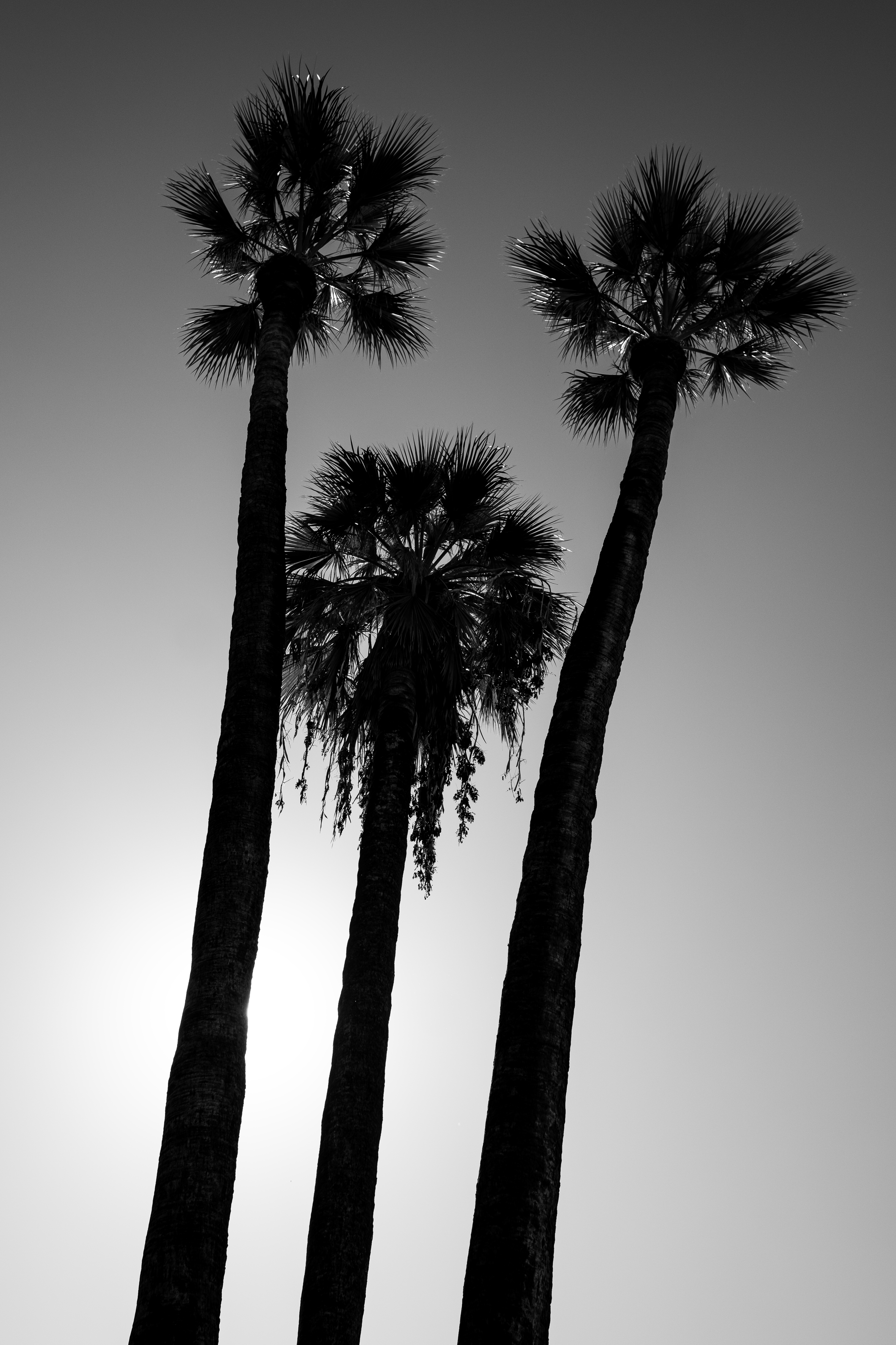 Palms